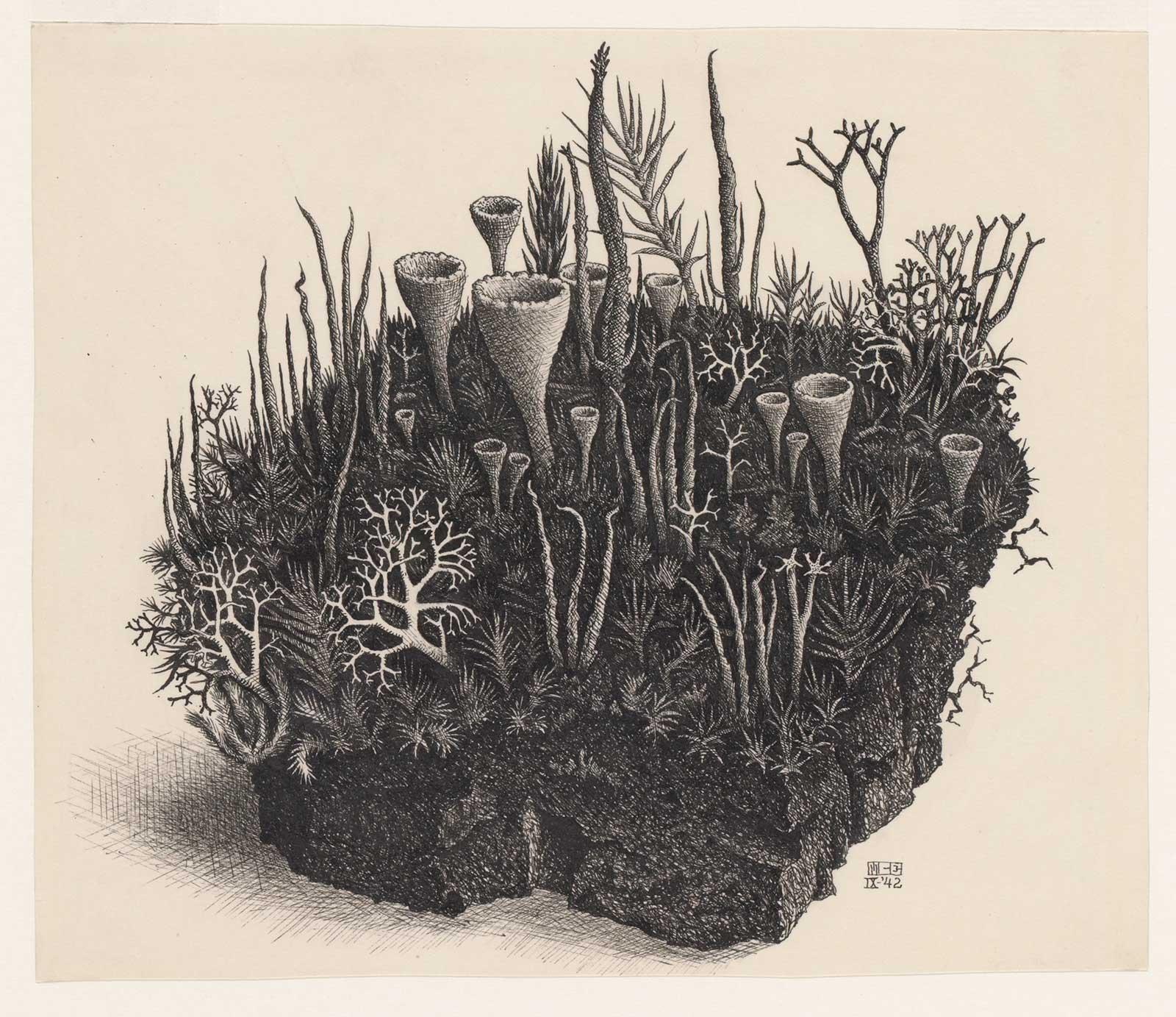 M.C. Escher, moss (study related to Waterfall), ink on paper, September 1942