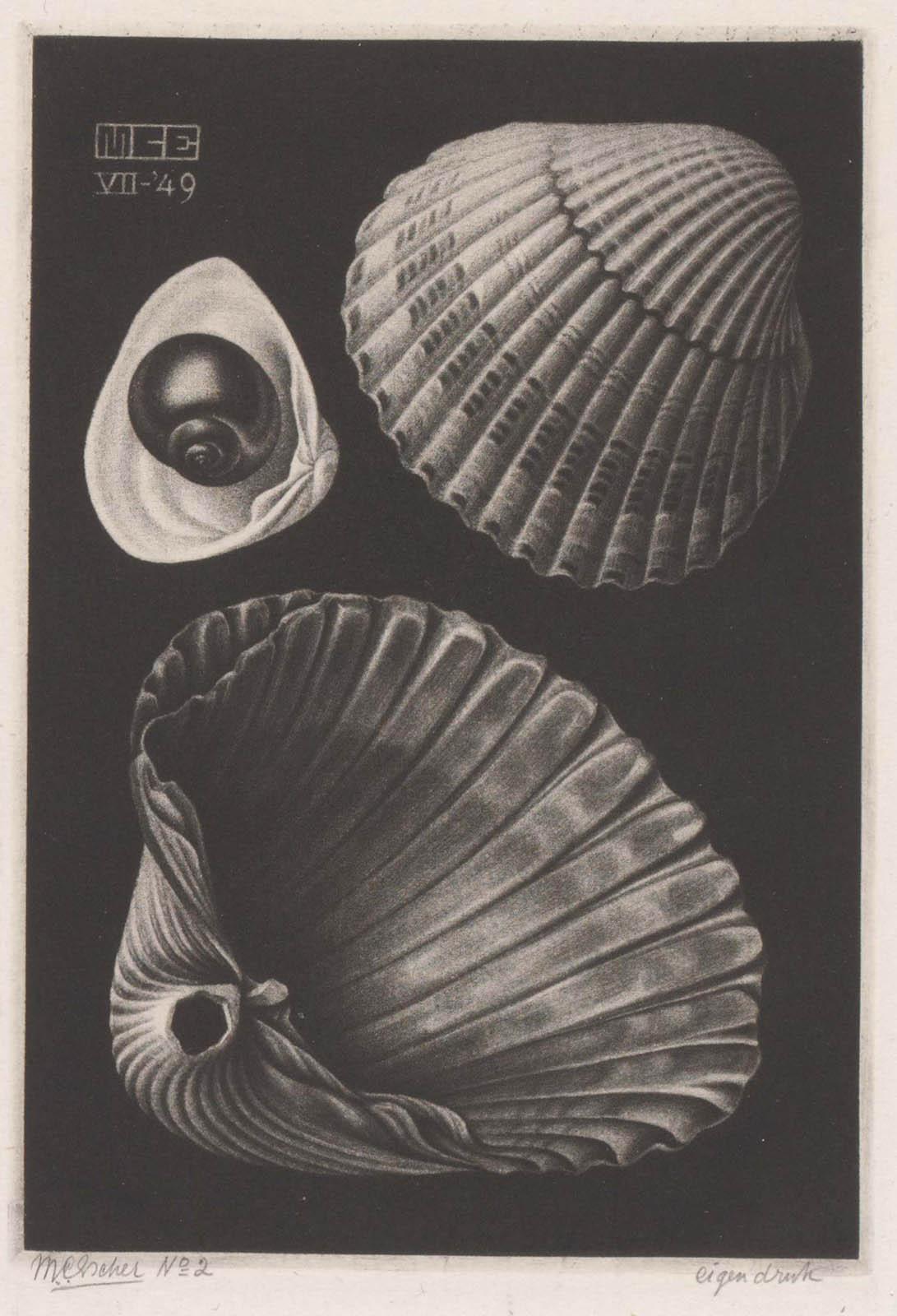 M.C. Escher, Schelpen, mezzotint, juli 1949