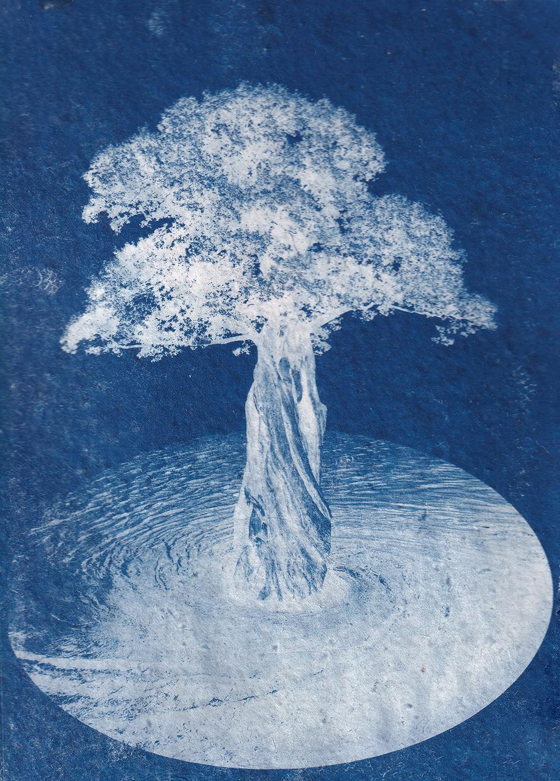 Tina Iris Chulo, Entanglement, cyanotypie, 2024