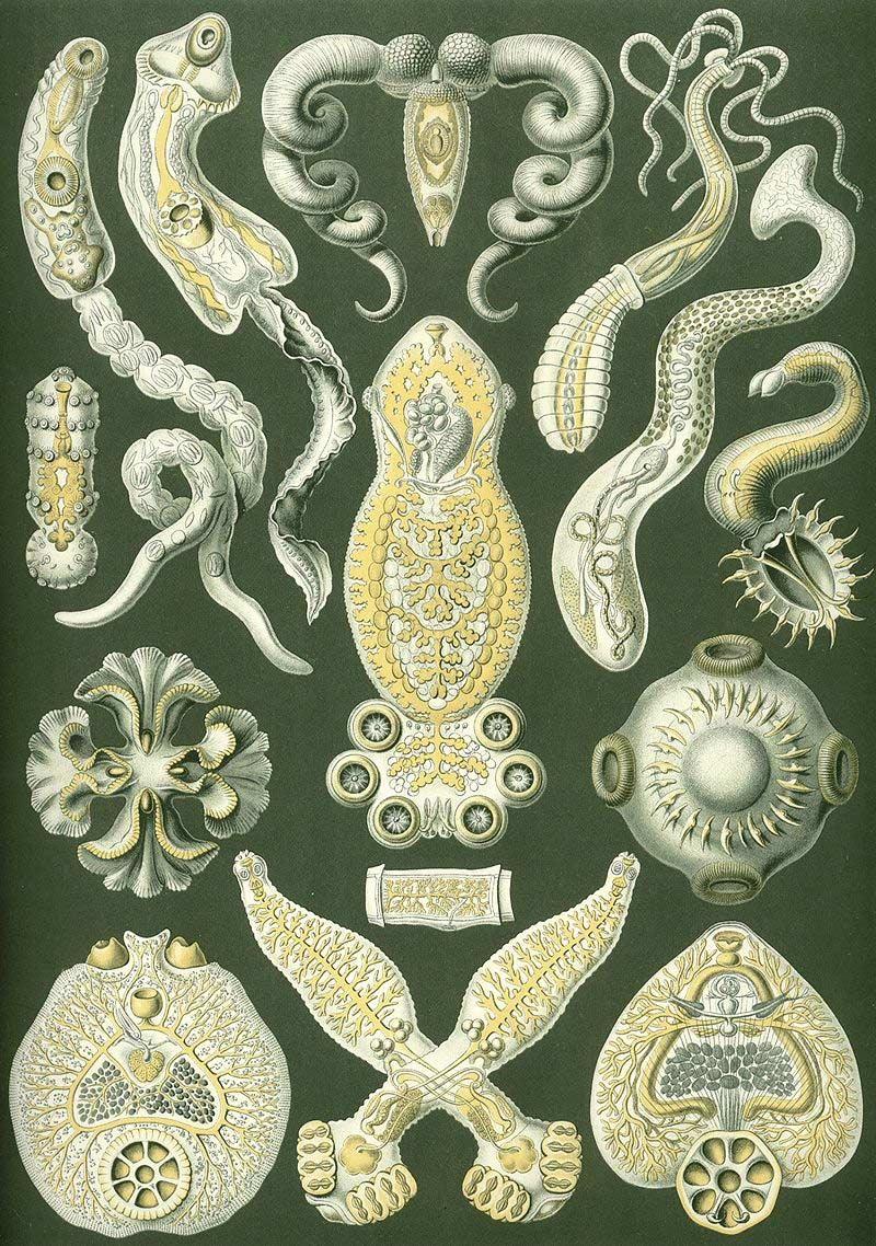 Ernst Haeckel - Kunstformen der Natur (1904), plate 75: Platodes