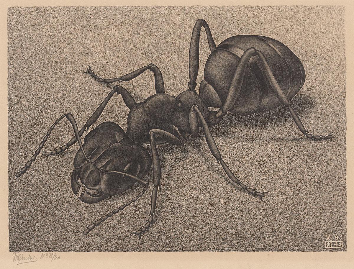 M.C. Escher, Ant, lithograph, May 1943
