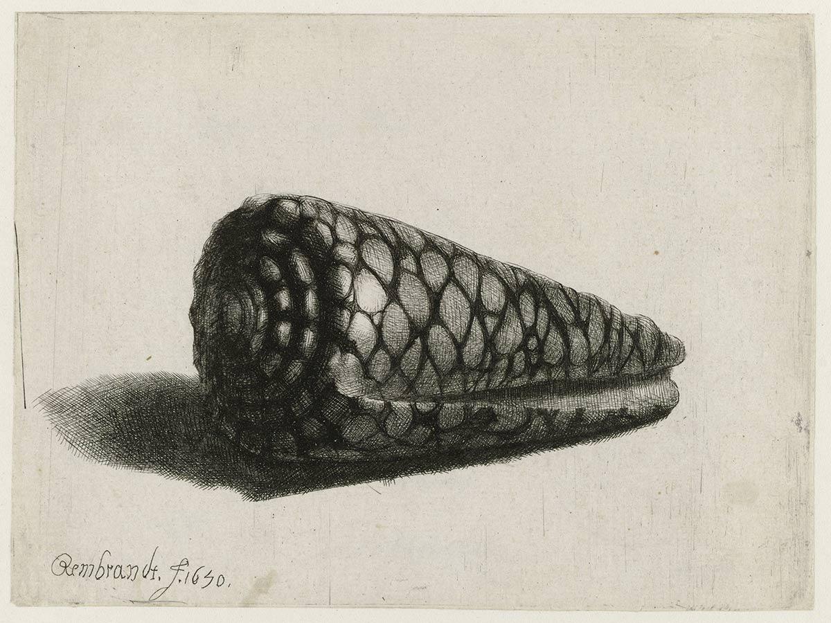 Rembrandt Harmensz. van Rijn, The Shell (Conus marmoreus), etching, drypoint, 1650. Collection Rijksmuseum, Amsterdam