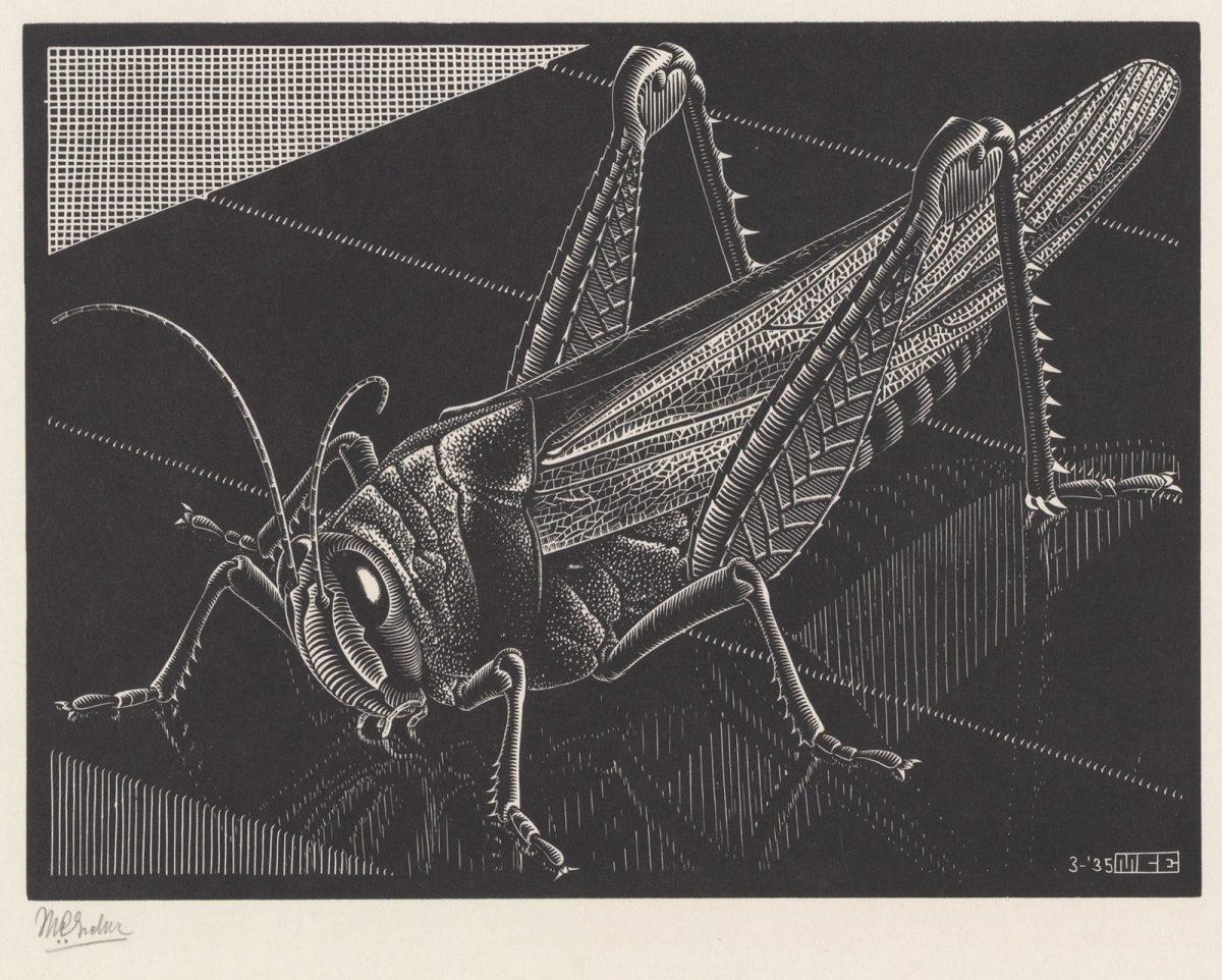 M.C. Escher, Grasshopper, wood engraving, March 1935
