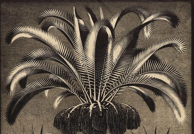 De palmbomen van Escher