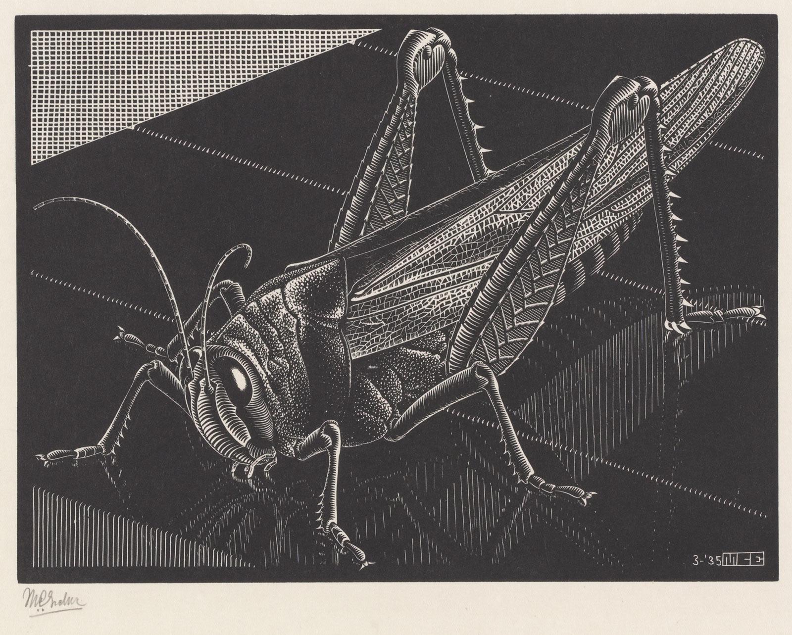 Grasshopper