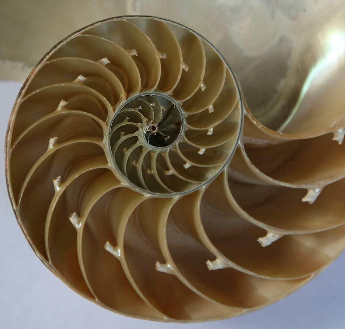 Nautilus shell. Photo: Jitze Couperus, CC BY 2.0
