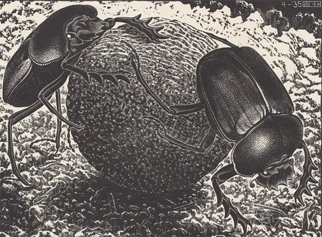 Scarabeeën